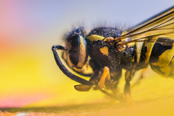 Macro Shot of a Bee