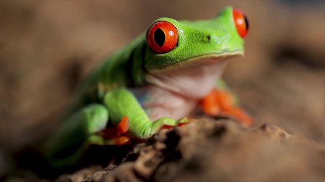Close up of green tree frog with bright red eyes. Curious little jungle frog in the tropical rain forest. Wild life nature macro photography. Cute animals close up.