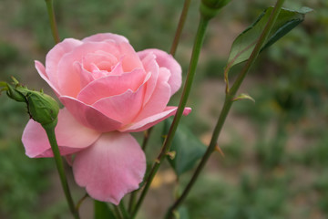 Pink rose in the garden