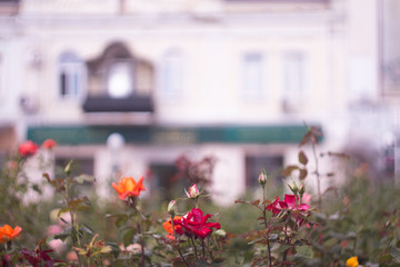 Roses on the background of the building