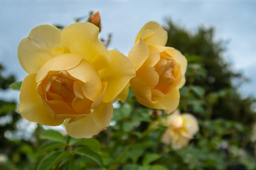 Yellow roses in sunny day