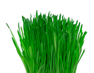 Vibrant Green Grass isolated on white background, fresh green grass side view