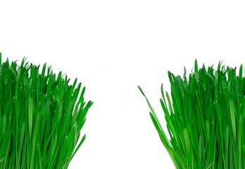 Vibrant Green Grass isolated on white background, fresh green grass side view