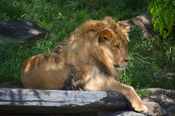 Lion is one of the four big cats in the genus Panthera, and a member of the family Felidae. With...