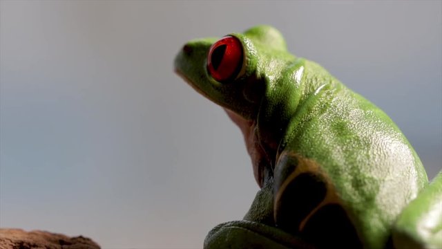 Cute green tree frog close up sitting on a log.  Little amphibian agalychnis observing his ecosystem. Jungle rain forest frog. Exotic amazon animals alone thinking.