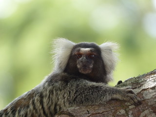 Sagui monkey