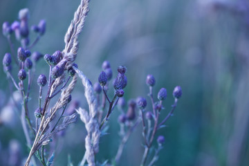 Nature background with wildgrass and thistle flower in bloom in summer. . Selective focus. 