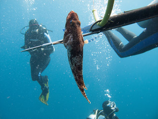 A diver fishing with harpoon irregularly a fish (Hemichromis bimaculatus), in the Red Sea off the...