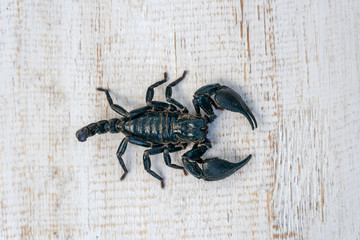 Asian black scorpion on white wooden background in Ubud, island Bali, Indonesia. Closeup