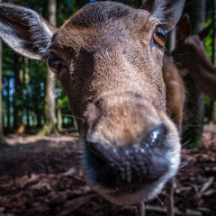 Fototapeta premium Curious Fallow Deer staring into the camera