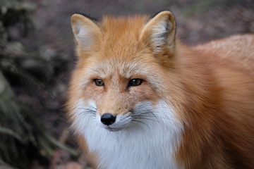 Red Fox