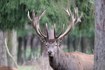 Naklejka na ściany i meble Red deer with big antlers staring into the camera
