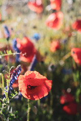 Poppy Wildflower Fields