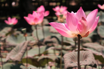 Lotus Flowers in front of Lotus Temple in Ubud, Bali, Indonesia