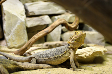 A beautiful reptile, pogona vitticeps.