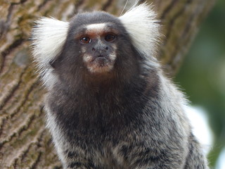 Sagui