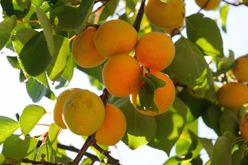 Apricot fruits on the background of green leaves on a natural apricot tree