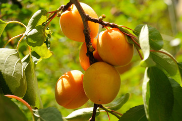 Apricot fruits on the background of green leaves on a natural apricot tree