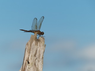 Libelula dragonfly