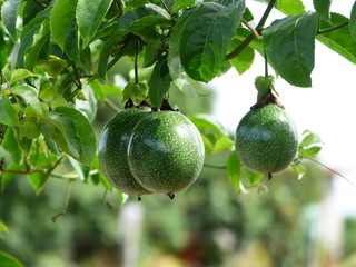 Maracuja verde