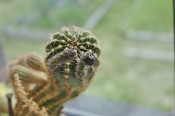 Home indoor cactus let the flower and will bloom with two shoots