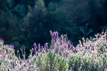 Campo de lavanda