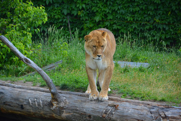 Lion is one of the four big cats in the genus Panthera, and a member of the family Felidae. With...