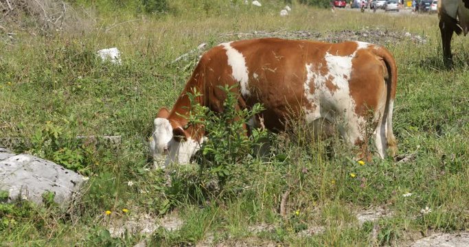 La mucca sta pascendo in un prato