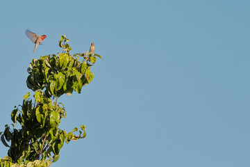 birds playing in the morning light