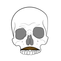 Hipster skull with mustache.White background. hand drawing vector
