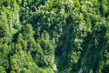 Rocky cliff in dense green forest. Spring colors in the mountain forest.