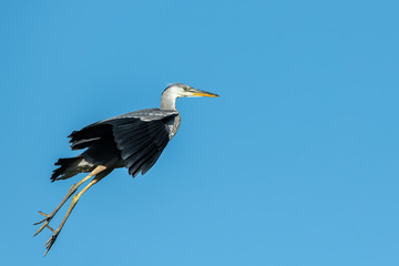 A funny Grey Heron flying blue sky