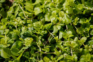 Macro of beautiful, lush green leaves