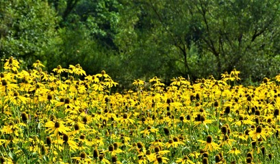 Many flowers of Rudbeckia hirta