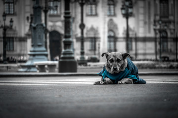perro en la plaza de lima foto de color selectivo 