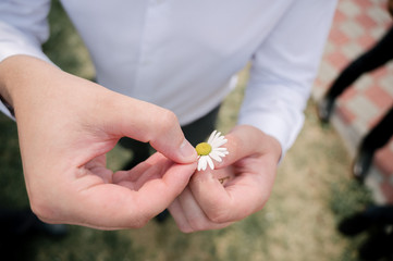 loves me loves me not guessing game by tearing off a daisy petal. a daisy held in Caucasian mans hands