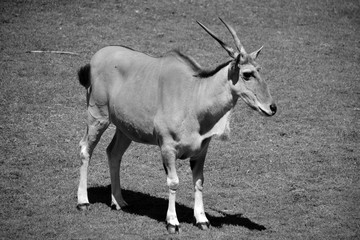 The common eland, also known as the southern eland or eland antelope, is a savannah and plains...