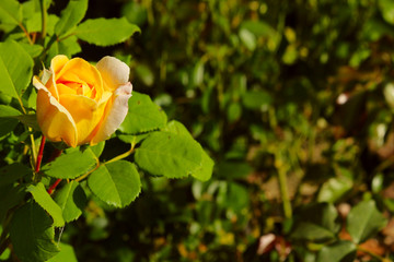 Beautiful Yellow Rose Over Green Leaves Background. Beautiful Botanical Beauty Background.A photo of a beautiful yellow rose in the garden.