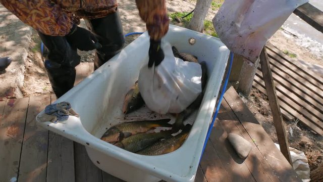 Fishermen put caught fish in a container for further processing. Picture of the life of a small fishing village on the Volga River, in Russia.