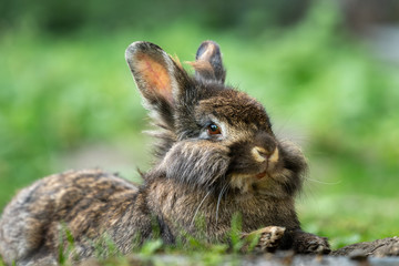 A brown cute dwarf rabbit resting in the grass