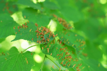 tree leaves affected by aphids. Insect pests and tree deseases. Organic food and agriculture.