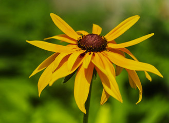  yellow rudbeckia flower close-up on a blurred green background