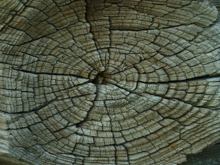  closeup of old cracked tree