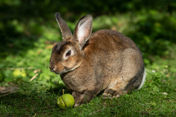 A brown cute dwarf rabbit eating a small apple