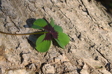 Glücksklee auf einem Holzstamm