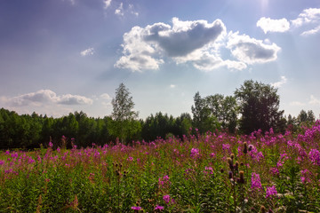 Summer meadow landscape with green grass and wild flowers on the background of a forest.