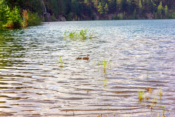 Summer landscape on the shore of a forest lake with clear transparent blue water.