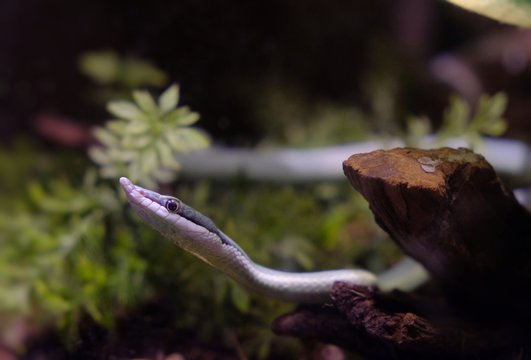 Philodryas baroni , green runner snake