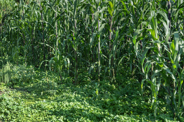 Abstract corn plantation. Green agricultural background