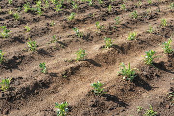 Young corn seedlings. Corn sprouts coming up from dirt rows